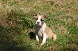 AMSTAFF  PUPPIES 275